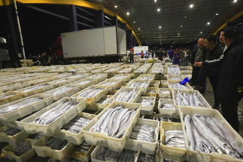 寒潮來襲，石浦水產(chǎn)城交易忙 冷鏈物流與“冰火”購銷的春節(jié)前奏